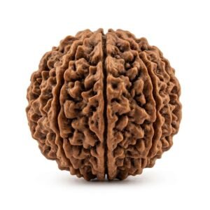 10 mukhi rudraksha (ten faced) embodiment of lord vishnu (protective shield)