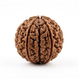 11 mukhi rudraksha (eleven faced) embodiment of lord hanuman (sankatmochanreliever of troubles)