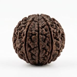 12 mukhi rudraksha (twelve faced) embodiment of the sun god (radiance and leadership)
