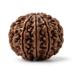 13 mukhi rudraksha (thirteen faced) embodiment of lord kamadeva (attraction and influence)
