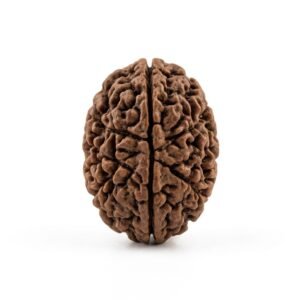 2 mukhi rudraksha (two faced) for mental peace