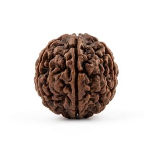 4 mukhi rudraksha (four faced) embodiment of lord brahma (for students)