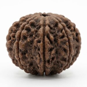 5 mukhi rudraksha (five faced) for general health and meditation