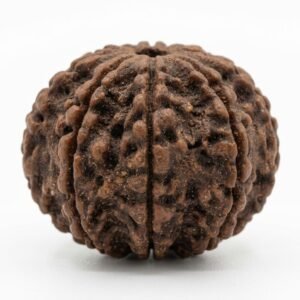 6 mukhi rudraksha (six faced) embodiment of lord kartikeya (for concentration)