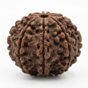7 mukhi rudraksha (seven faced) embodiment of goddess mahalakshmi (wealth and prosperity)