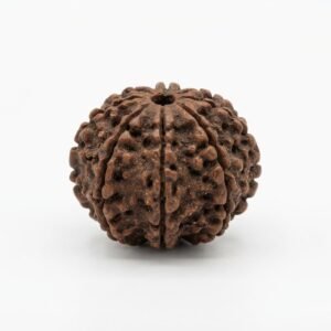 8 mukhi rudraksha (eight faced) embodiment of ashtavinayaka (removal of obstacles)