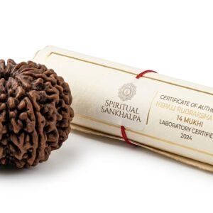 certified premium nepali rudraksha display