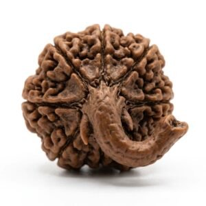 ganesh rudraksha (for wisdom and success)